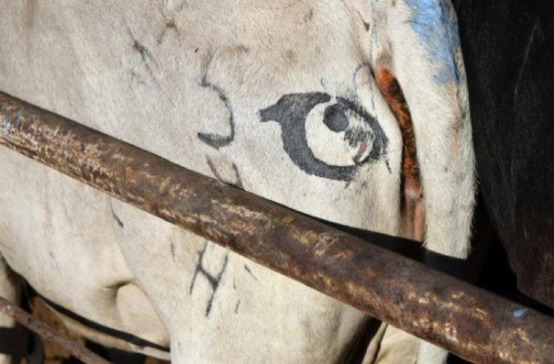 Illustration for article titled Drawing Eyes on Cow Butts May Ward Off Hungry Lions